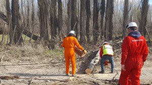 Alerta amarilla por viento: las ráfagas tiraron árboles y carteles en Neuquén