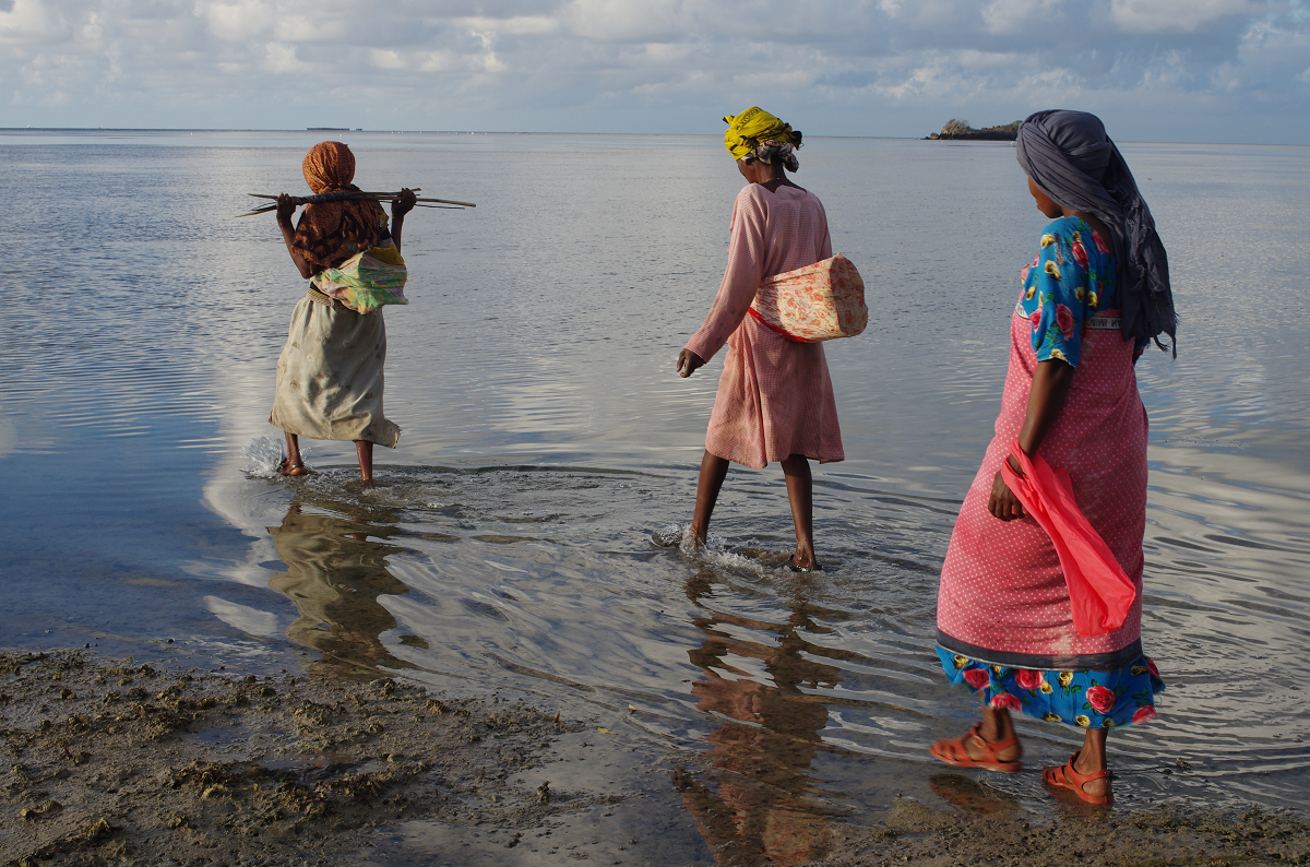 En la isla de Wasini, Kenia, el pueblo swahili hace un manejo sustentable de los pulpos
Crédito: Mouna Chambon