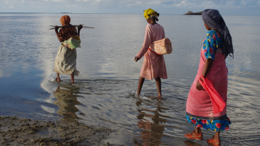 En la isla de Wasini, Kenia, el pueblo swahili hace un manejo sustentable de los pulpos
Crédito: Mouna Chambon