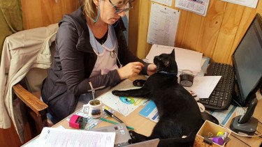 Bodoque tiene enamorado a todos en la escuela de Las Lajas. 