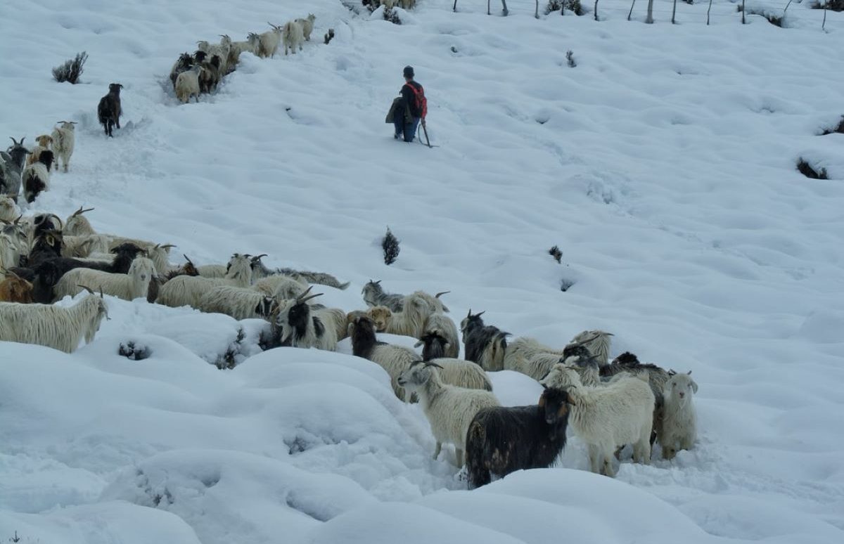 La nieve afecta a los crianceros del norte neuquino. Algunos reportaron mortandad de animales. Foto: Gentileza Facebook Martín Muñoz. 