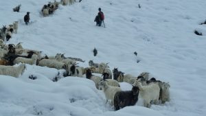 El drama que se oculta bajo la nieve con las chivas muertas en el norte neuquino