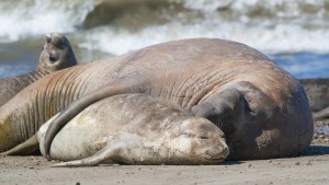 Por primera vez detectan un caso de influenza aviar en un elefante marino, en las costas del Chubut