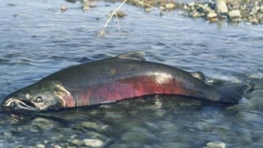 Cómo vigilan al rey de los salmones que invadió los ríos de la Patagonia 