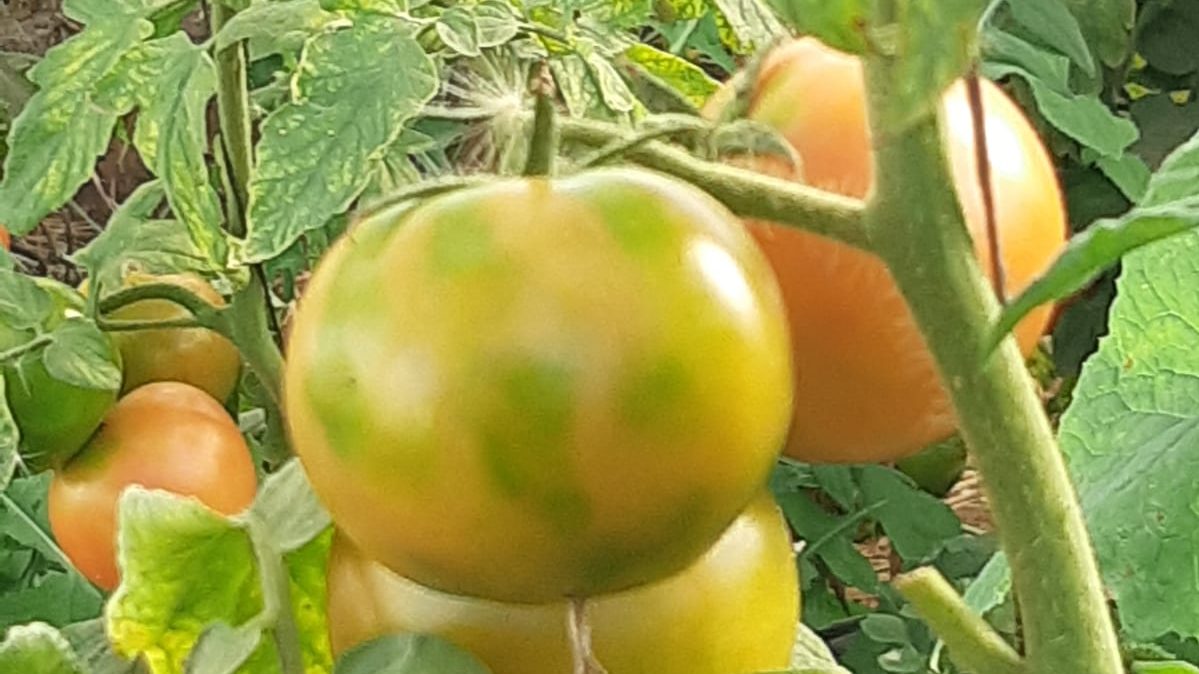 Virus rugoso del tomate. Su propagación es muy rápida a través de semillas, plantas infectadas y utensilios de trabajo. Foto: Andrés Polack (INTA Amba).