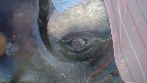 El rescate de «Garra»: en honor a él hoy es el día de la ballena Franca Austral