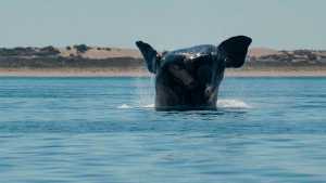 Crías de ballena en Península Valdés en peligro: por qué las gaviotas afectan su desarrollo