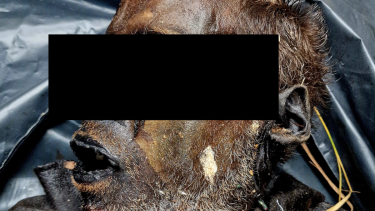 Asombro mundial: desapareció y dos semanas después fue encontrado momificado en Bulgaria