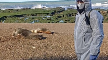 Gripe aviar en lobos marinos: recomiendan que no haya actos masivos en las playas rionegrinas