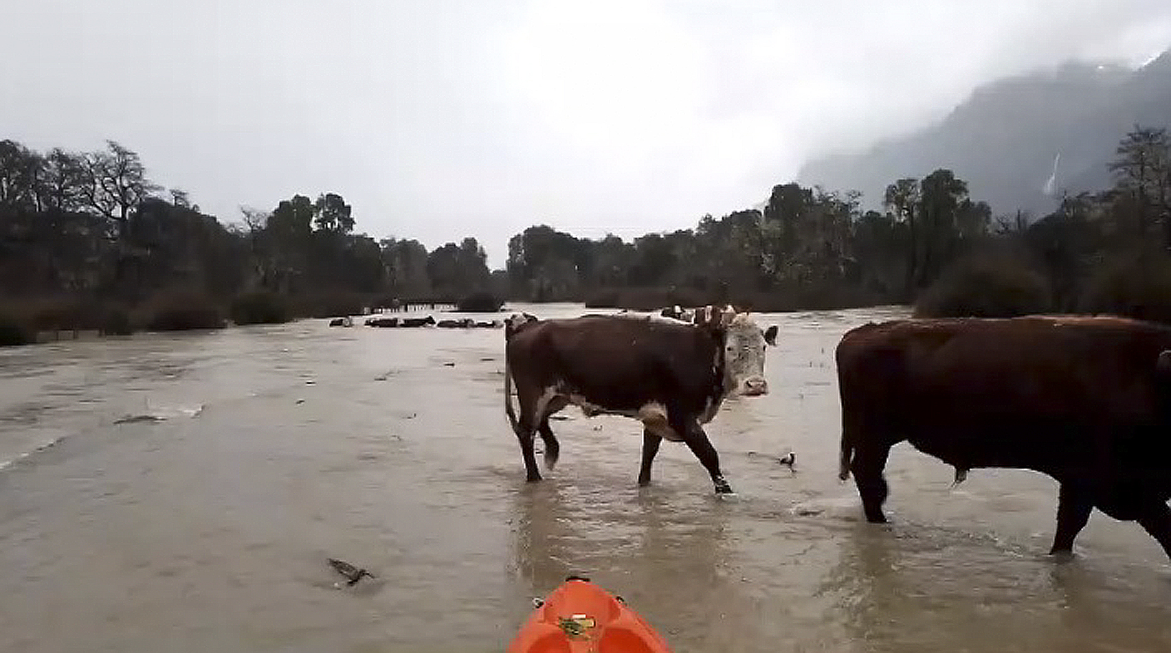 El traslado de las vacas durante la última inundación. Foto: gentileza