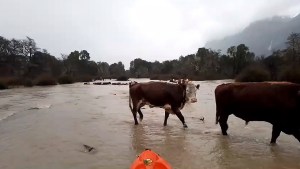 El drama de la pérdida de animales después de las inundaciones
