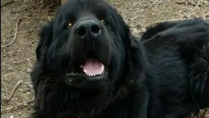 Marcharán por el perro Byron en Roca tras confirmarse la absolución del joven acusado de matarlo