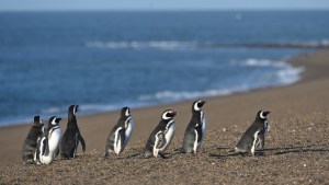La hermosa estadía de los pingüinos de Magallanes en Puerto Madryn: cómo ir a verlos