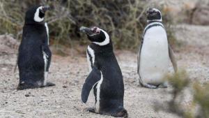 Inauguran la temporada de pingüinos en Punta Tombo, con un protocolo por Influenza Aviar