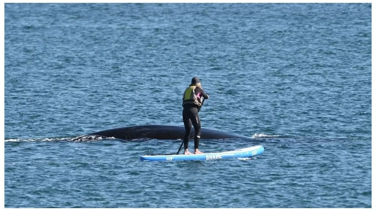 La legislación vigente, ya que la normativa indica que «nadie se puede aproximar a menos de 100 metros de las ballenas».  Foto: Maxi Jonas.