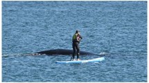 Imagen de Puerto Madryn: una mujer en una tabla de SUP ahuyentó a una ballena con su cría