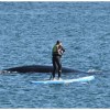Imagen de Puerto Madryn: una mujer en una tabla de SUP ahuyentó a una ballena con su cría