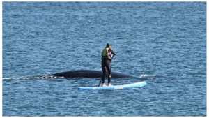 Puerto Madryn: una mujer en una tabla de SUP ahuyentó a una ballena con su cría