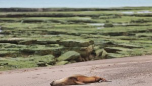 Gripe aviar en lobos marinos: Viedma levanta restricciones y sólo una playa quedó cerrada