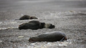 Río Negro: verano de playas abiertas pero con cuidados por la gripe aviar