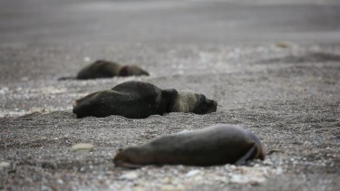 Según los registros oficiales, en Punta Bermeja se registró el mayor número de decesos de lobos marinos en la costa rionegrina. Foto: gentileza.