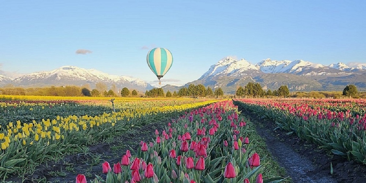 El Campo de Tulipanes es un atractivo único en Argentina que cada primavera sorprende con una paleta de colores inigualable.