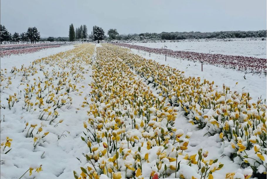 A 12 kilómetros de Trevelin por la RN 259 en Chubut, se abre un rectángulo de tres hectáreas alfombrado de tulipanes de 27 colores.
