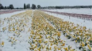 «Los tulipanes están contentos con la nieve»: un inédito paisaje de primavera en Trevelin