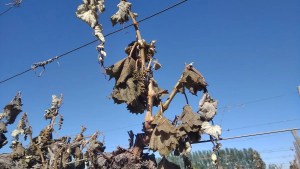 Nación subsidiará la luz a productores de Neuquén para mitigar pérdidas por heladas 