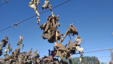 El subsidio de la luz para productores de Neuquén será hasta el próximo 31 de marzo de 2024. (Foto: archivo)