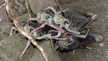 Tucura sapo. Es un insecto herbívoro endémico de la Patagonia.