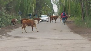 Insólito: varias vacas «cortaron» el tránsito en Cipolletti y despertaron el enojo de automovilistas