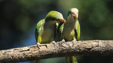 La población de cotorras aumentó notablemente en los últimos años. Foto: archivo