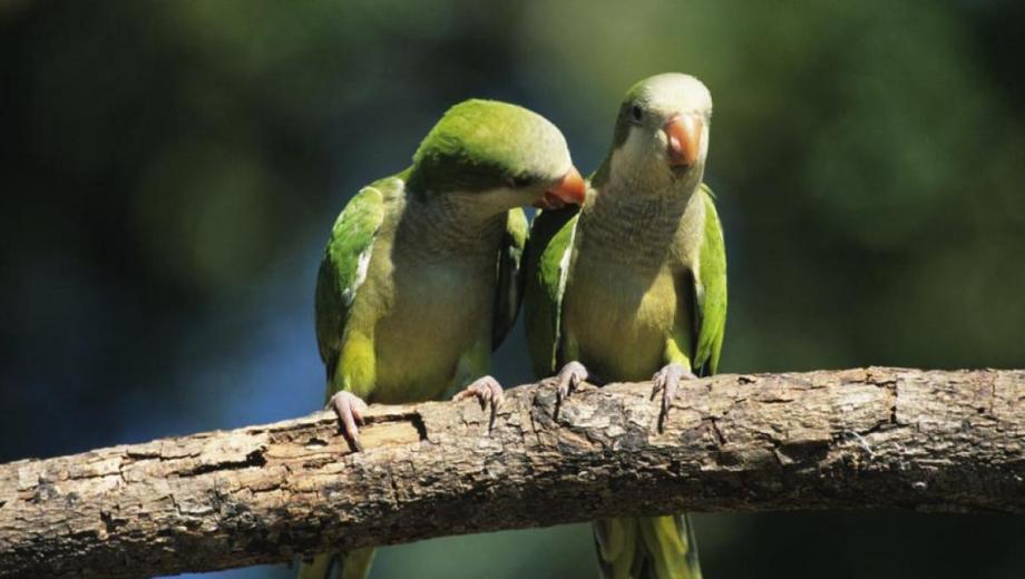 La población de cotorras aumentó notablemente en los últimos años. Foto: archivo