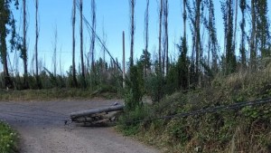 Barrios de Cipolletti sin luz hace días luego de la alerta por vientos