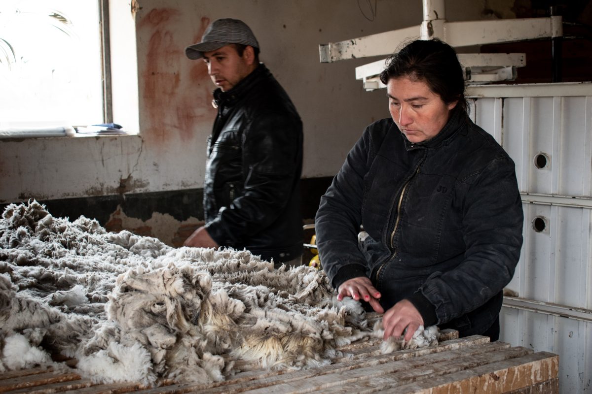 Esquila. Es uno los trabajos rurales más demandados en esta época por los establecimientos de producción ovina.