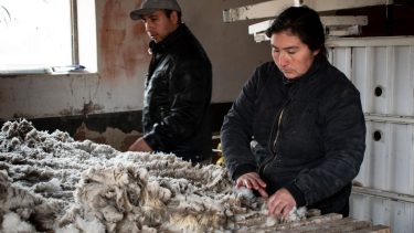 Esquila. Es uno los trabajos rurales más demandados en esta época por los establecimientos de producción ovina.