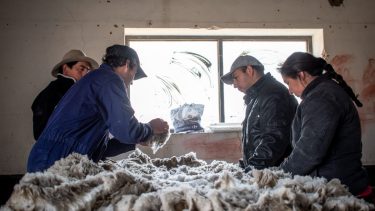 Esquila. Es uno los trabajos rurales más demandados en esta época por los establecimientos de producción ovina.