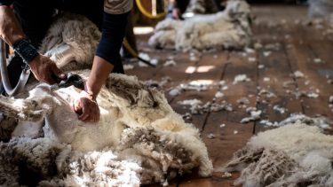 Esquila. Es uno los trabajos rurales más demandados en esta época por los establecimientos de producción ovina.