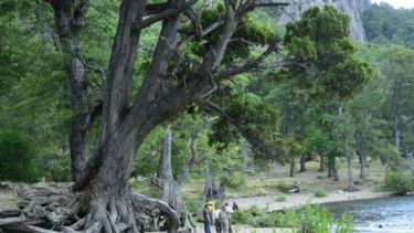 El 1 de enero de 2016, en el camping Lolen, un árbol mató a Matías y Martina. (Archivo)