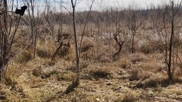 La Niña y El Niño son fenómenos climáticos relacionados con la sequia. 