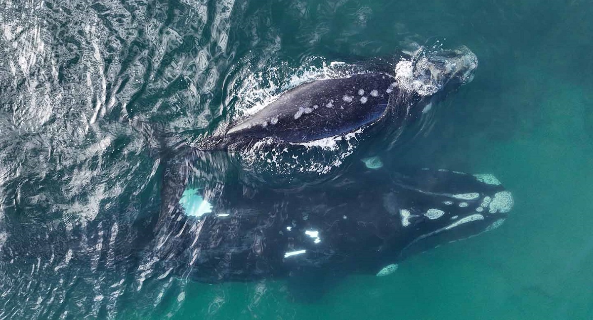 Hueso tiene manchas en el lomo y la mancha ventral sube sobre su flanco izquierdo, por lo cual es una ballena fácil de identificar. 
Fotos crédito: Instituto de Conservación de Ballenas de Argentina

