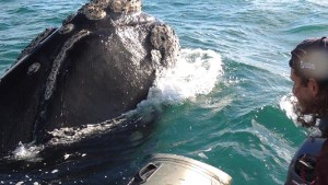 Un hombre, una ballena y 24 años de encuentros: la emocionante historia de Hueso