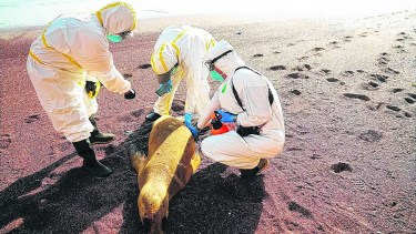 Veterinarios como “barrera” sanitaria