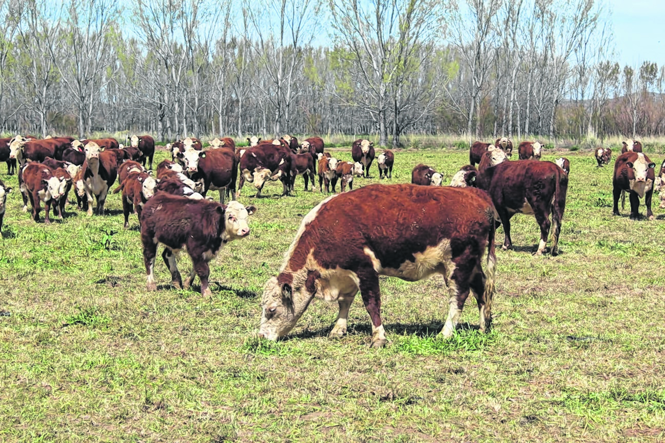 Los toros Polled Hereford de la estancia El Jarillal de Añelo serán rematados en Loncopué (Neuquén Informa)
