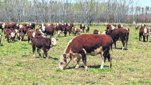 Los mejores 20 toros neuquinos de tres razas  se rematarán en Loncopué