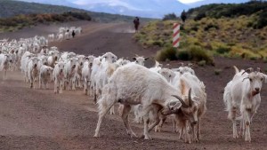 El duro relato sobre sus animales, de una criancera en el norte de Neuquén