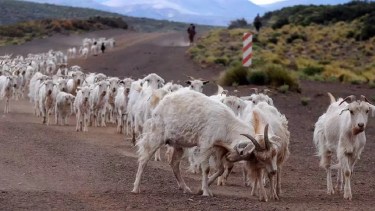 El dramático relato de una criancera en el norte de Neuquén: "A las chivas se les ven las costillas" Foto: Archivo