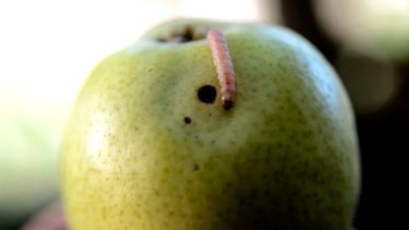 Cien personas irán a la defensa de las frutas de Neuquén y Río Negro destinadas a Brasil