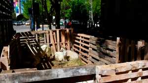 Con sus chivas, protesta en Casa de Gobierno de Neuquén contra un exfuncionario